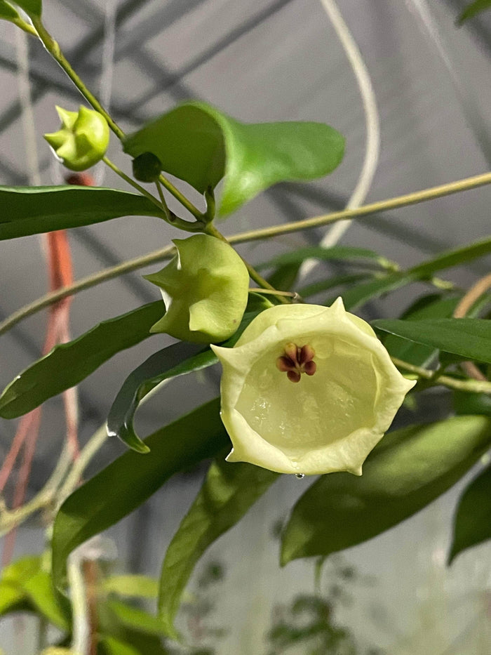 Gabriella Plants Hoya 3" Hoya wallichii