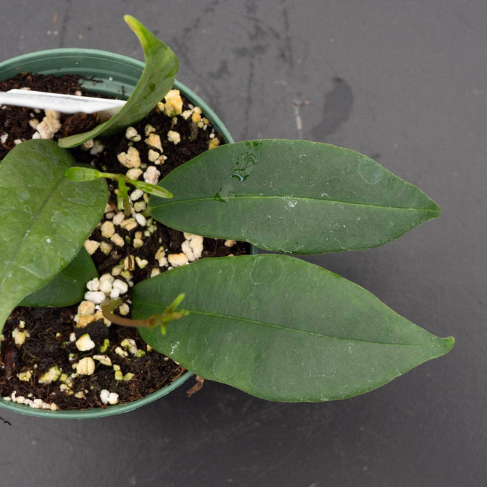 Gabriella Plants Hoya 3" Hoya wallichii