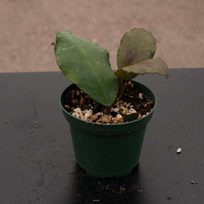 Gabriella Plants Hoya 3" Hoya waymaniae