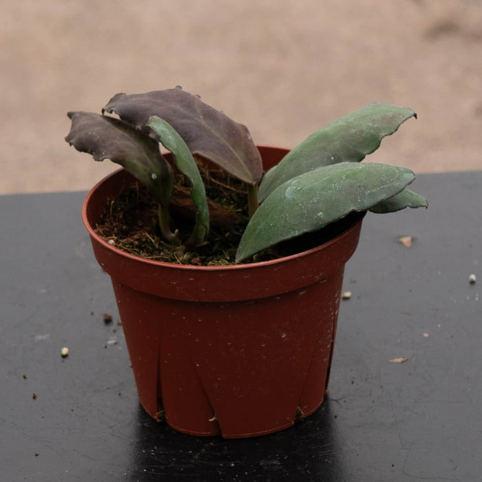 Gabriella Plants Hoya 4" Hoya waymaniae