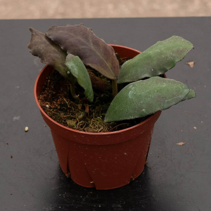 Gabriella Plants Hoya Hoya waymaniae