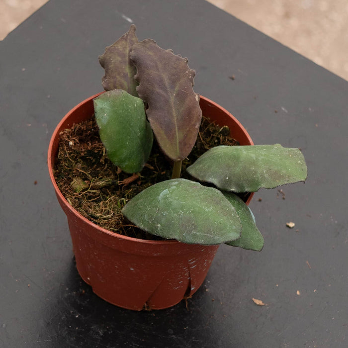 Gabriella Plants Hoya Hoya waymaniae