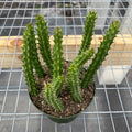 Gabriella Plants 4" Huernia schneideriana