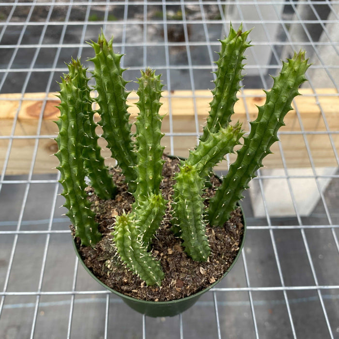Gabriella Plants 4" Huernia schneideriana