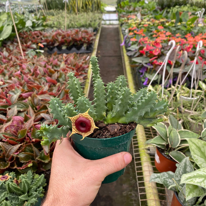 Gabriella Plants Other 4" Huernia zebrina "Life Saver"