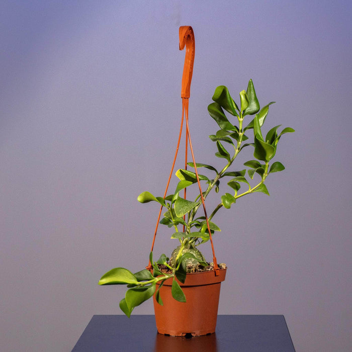Gabriella Plants Other Hydnophytum papuanum "Ant Plant"