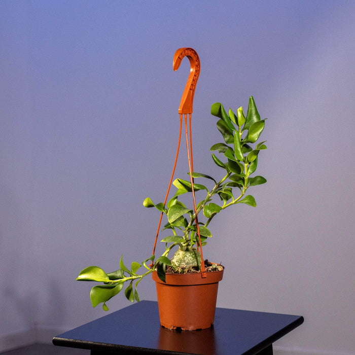 Gabriella Plants Other Hydnophytum papuanum "Ant Plant"