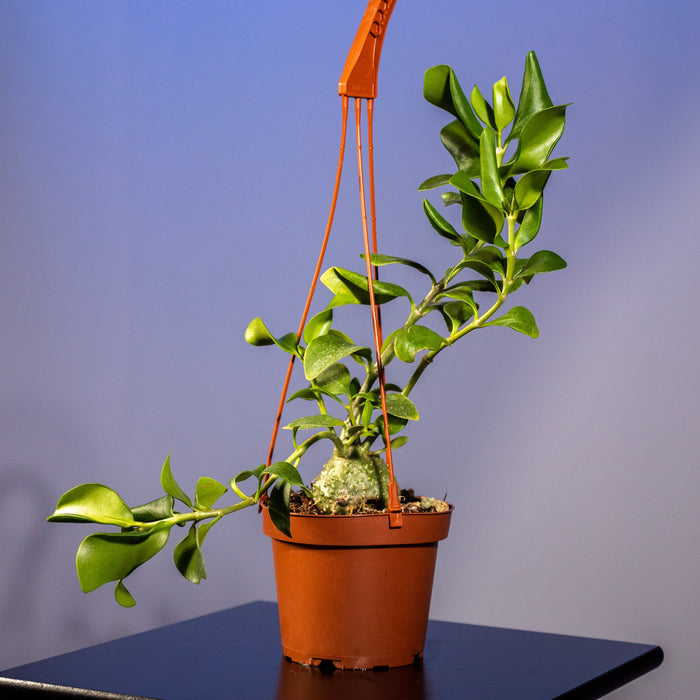 Gabriella Plants Other Hydnophytum papuanum "Ant Plant"
