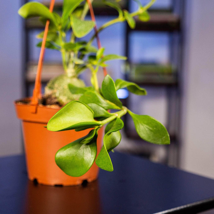 Gabriella Plants Other Hydnophytum papuanum "Ant Plant"