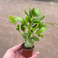 Gabriella Plants Epiphytes 2" Hydnophytum papuanum "Ant Plant"