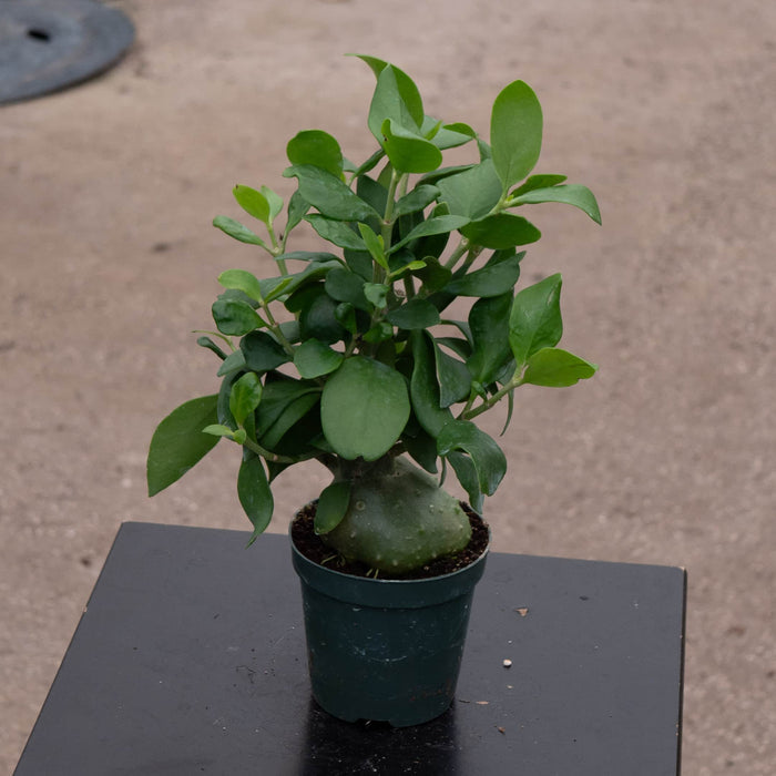 4"