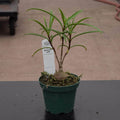 Gabriella Plants Ant Plant 3" Hydnophytum puffii 'Ant Plant'