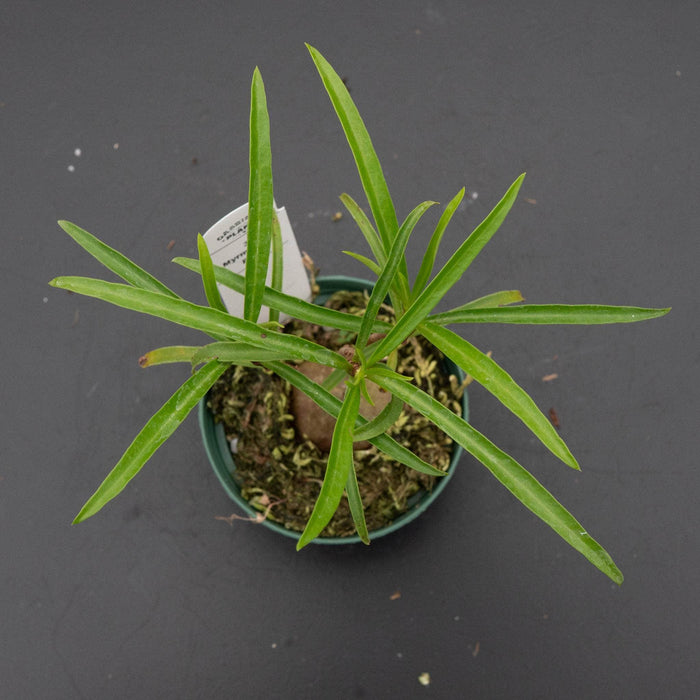 Gabriella Plants Ant Plant 3" Hydnophytum puffii 'Ant Plant'