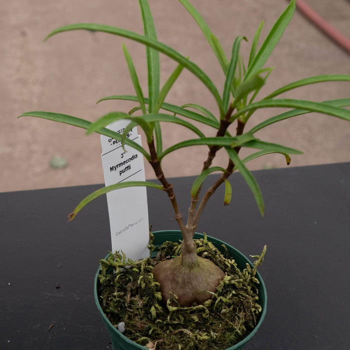 Gabriella Plants Ant Plant 3" Hydnophytum puffii 'Ant Plant'