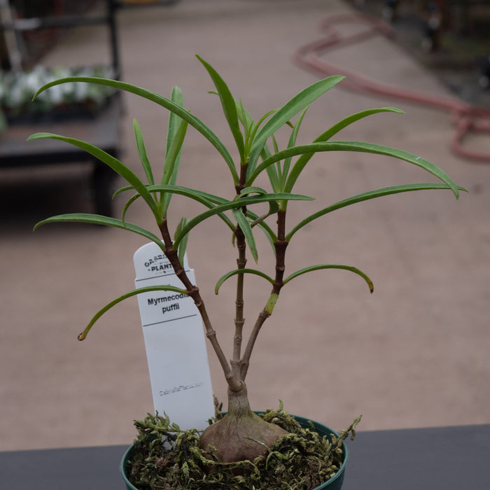 Gabriella Plants Ant Plant 3" Hydnophytum puffii 'Ant Plant'