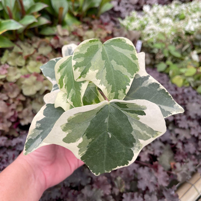 Gabriella Plants Other 4" Ivy Algerian Hedera canariensis 'Variegata'