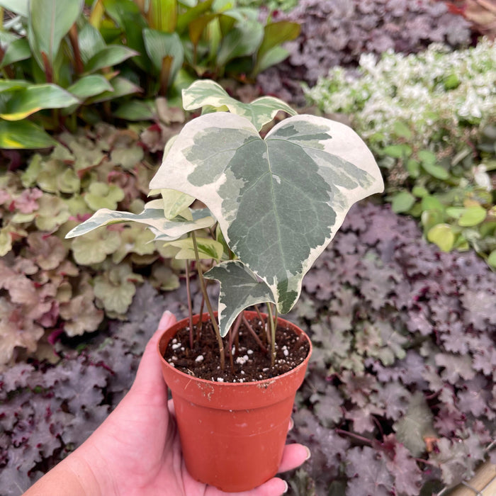 Gabriella Plants Other 4" Ivy Algerian Hedera canariensis 'Variegata'