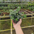 Gabriella Plants Other 4" Ivy English Hedera helix 'Sweetheart'