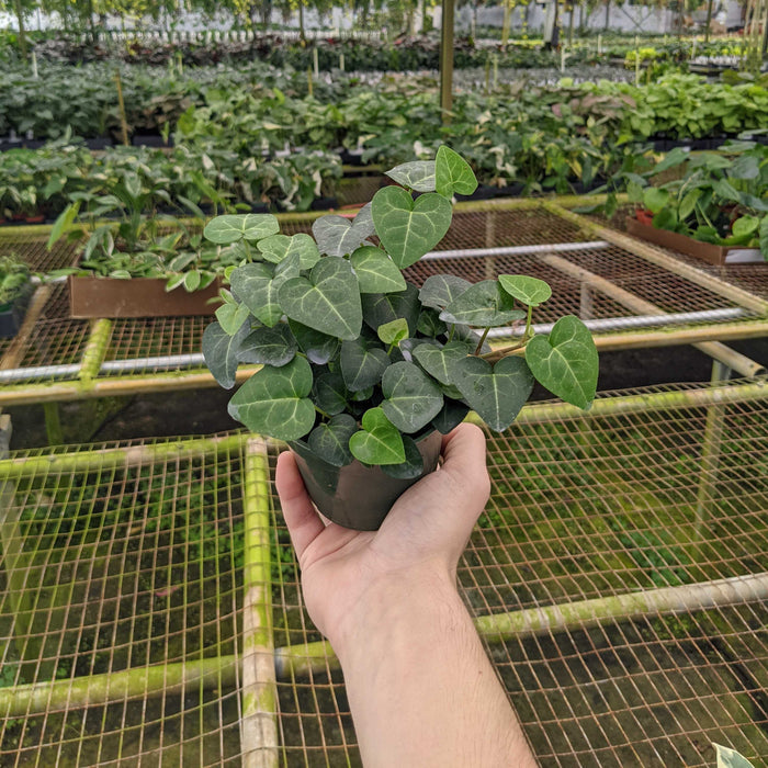 Gabriella Plants Other 4" Ivy English Hedera helix 'Sweetheart'
