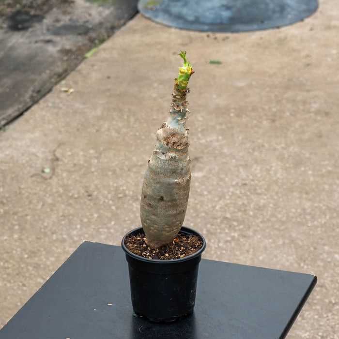 Gabriella Plants All 4" Jatropha podagrica ‘Buddha Belly’