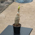 Gabriella Plants All 4" Jatropha podagrica ‘Buddha Belly’