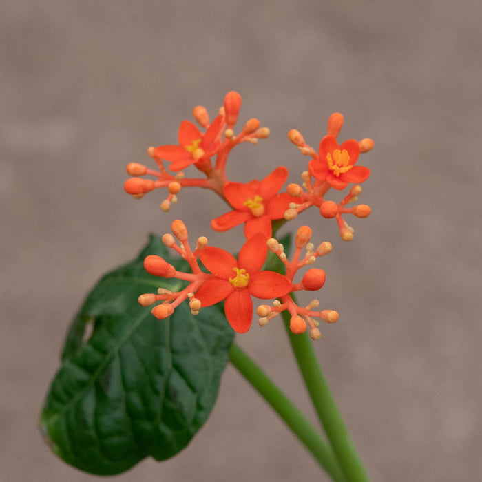 Gabriella Plants All 4" Jatropha podagrica ‘Buddha Belly’