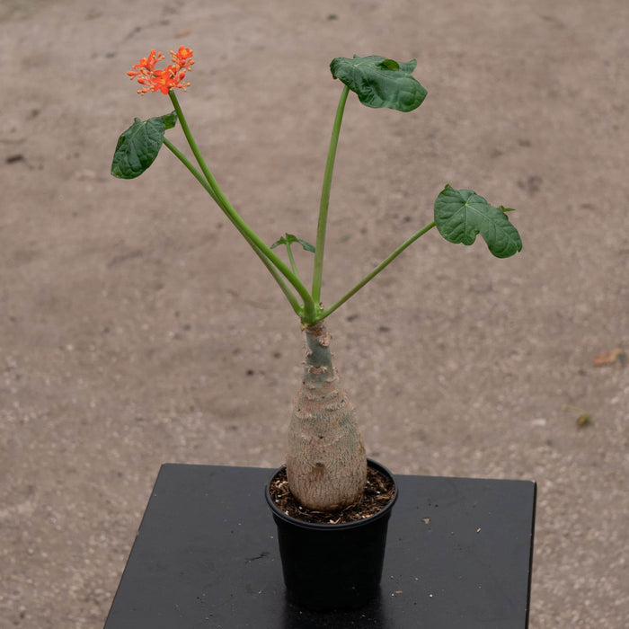 Gabriella Plants All 4" Jatropha podagrica ‘Buddha Belly’