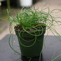 Gabriella Plants All 4" Juncus effusus 'Spiralis'