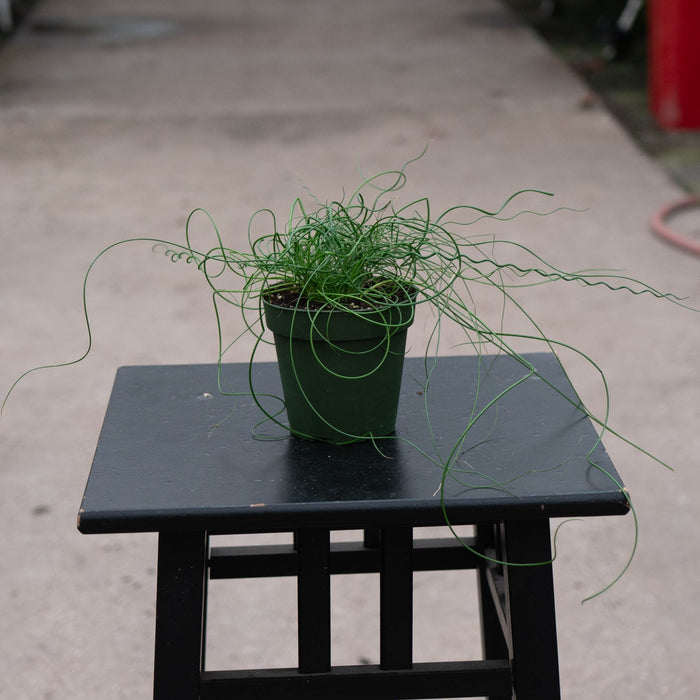 Gabriella Plants All 4" Juncus effusus 'Spiralis'
