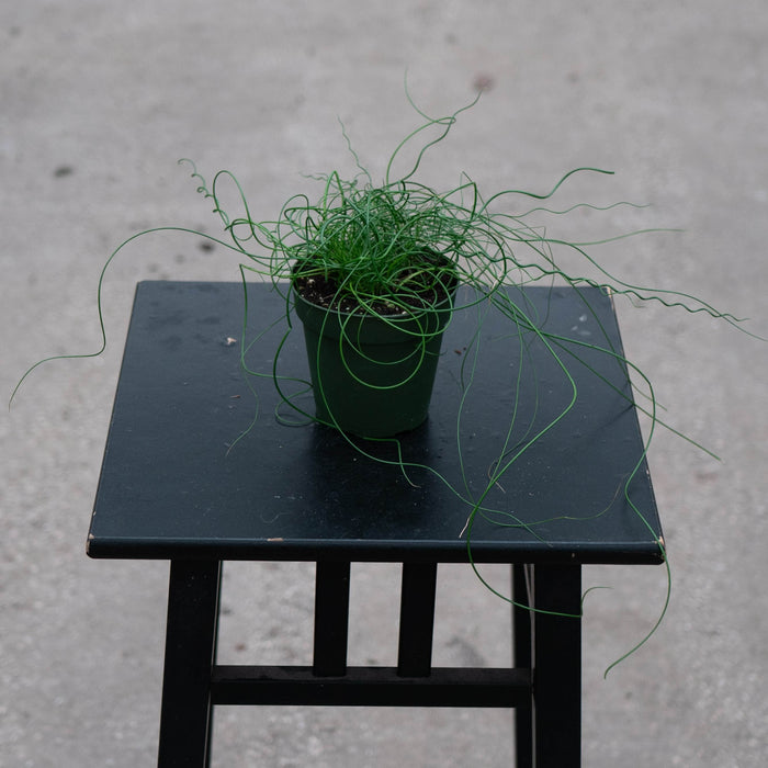 Gabriella Plants All 4" Juncus effusus 'Spiralis'
