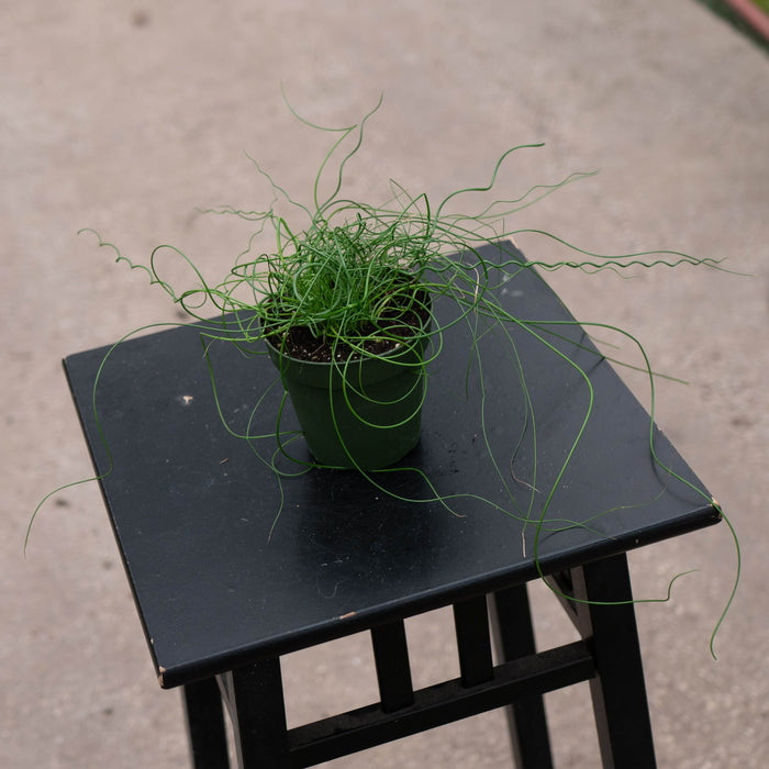 Gabriella Plants All 4" Juncus effusus 'Spiralis'