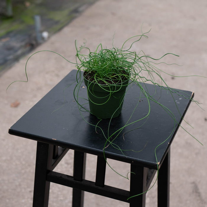 Gabriella Plants All 4" Juncus effusus 'Spiralis'