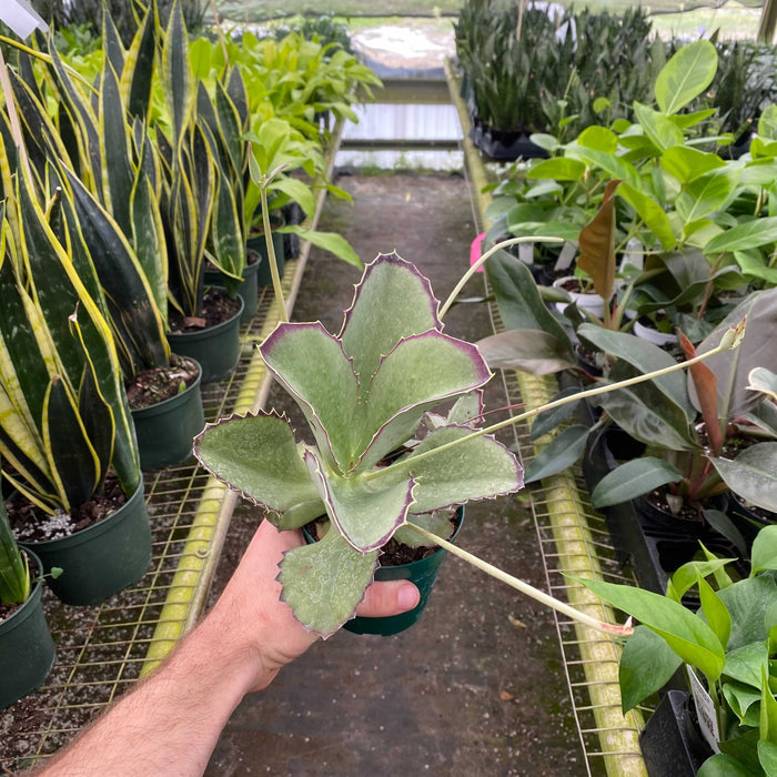 Gabriella Plants 4" Kalanchoe synsepala