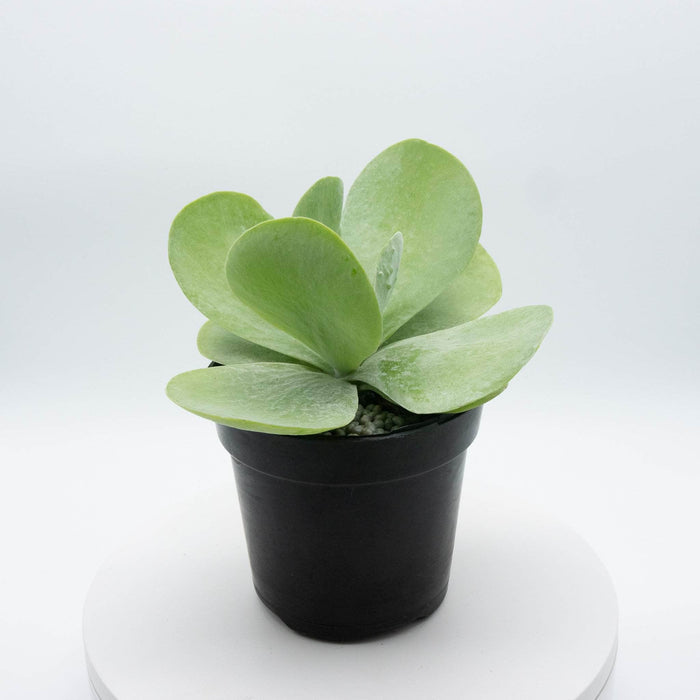 Gabriella Plants Other 4" Kalanchoe thyrsiflora "Flapjack"