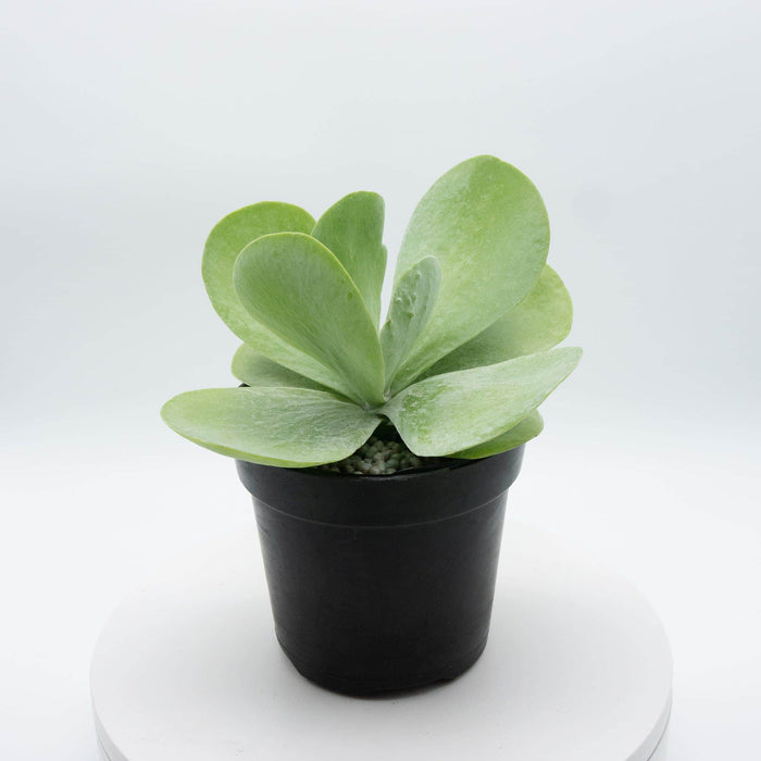 Gabriella Plants Other 4" Kalanchoe thyrsiflora "Flapjack"