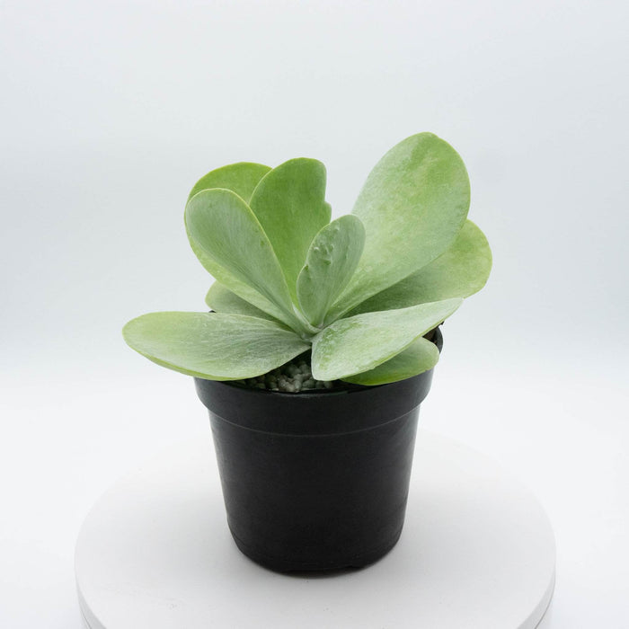 Gabriella Plants Other 4" Kalanchoe thyrsiflora "Flapjack"