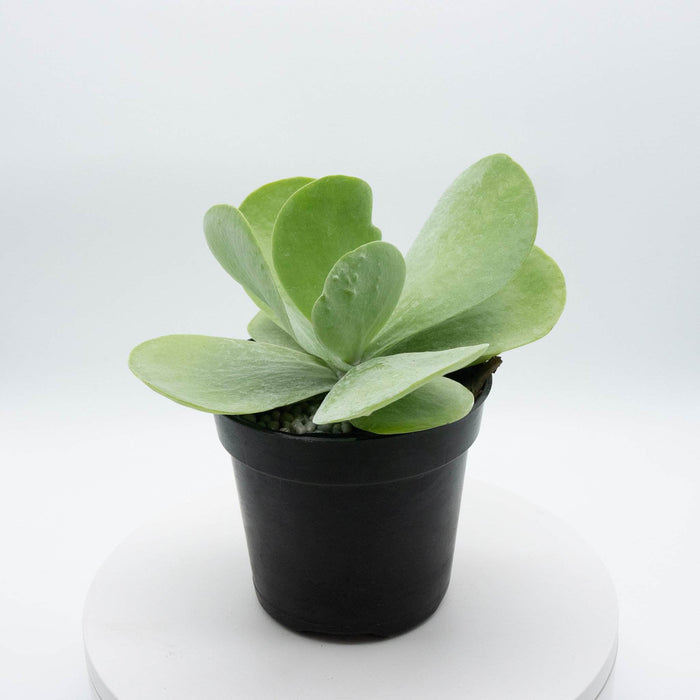 Gabriella Plants Other 4" Kalanchoe thyrsiflora "Flapjack"