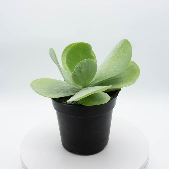 Gabriella Plants Other 4" Kalanchoe thyrsiflora "Flapjack"