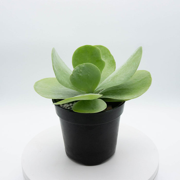 Gabriella Plants Other 4" Kalanchoe thyrsiflora "Flapjack"