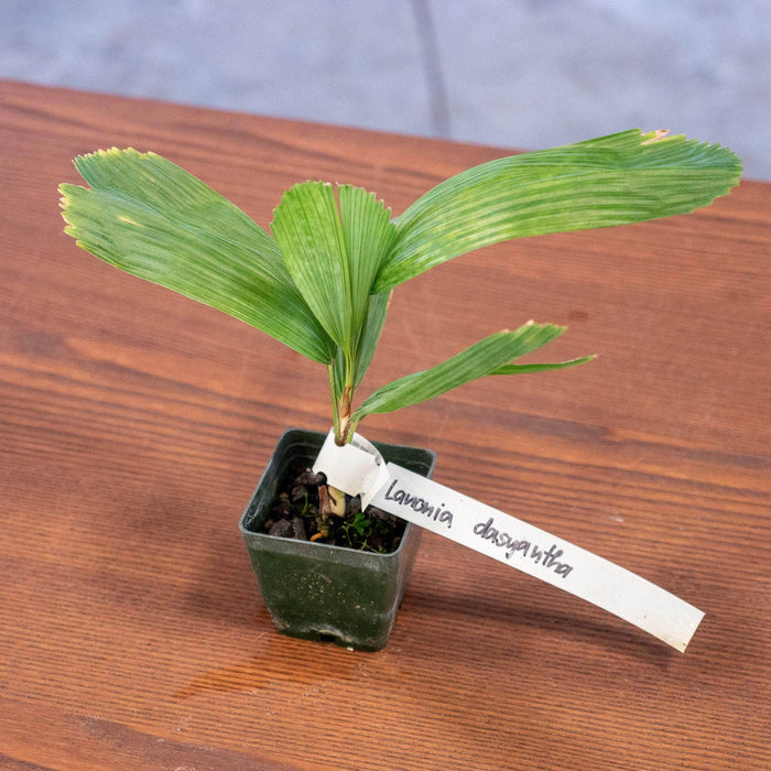 Gabriella Plants Other 3" Lanonia dasyantha Palm Seedling