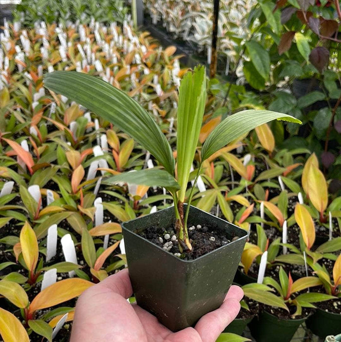 Gabriella Plants 4" Lanonia dasyantha Seedling