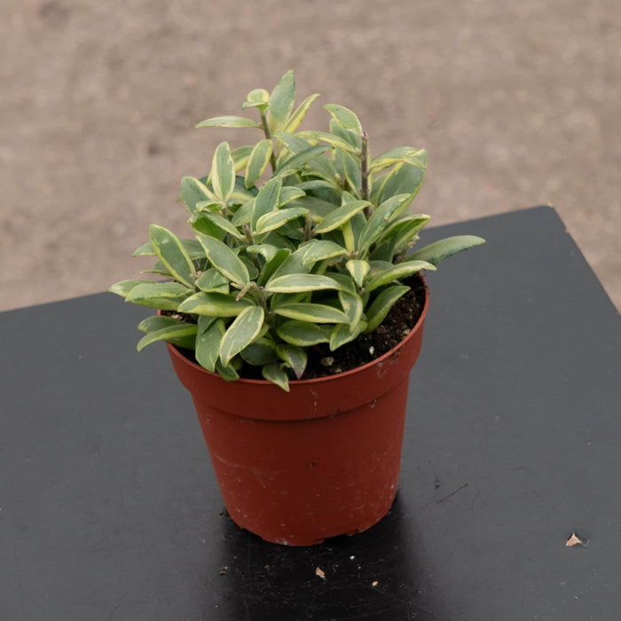 Gabriella Plants Other 4" Lipstick Aeschynanthus 'Bolero Bicolor'