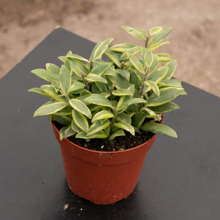 Gabriella Plants Other 4" Lipstick Aeschynanthus 'Bolero Bicolor'