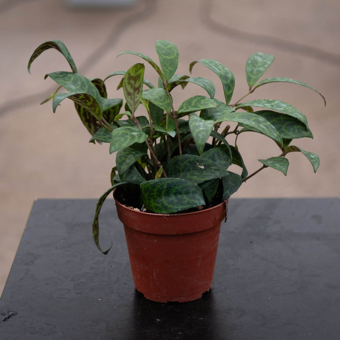 Gabriella Plants Other 4 Lipstick Aeschynanthus longicaulis 'Black Pagoda'