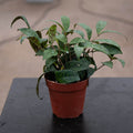 Gabriella Plants Other 4 Lipstick Aeschynanthus longicaulis 'Black Pagoda'
