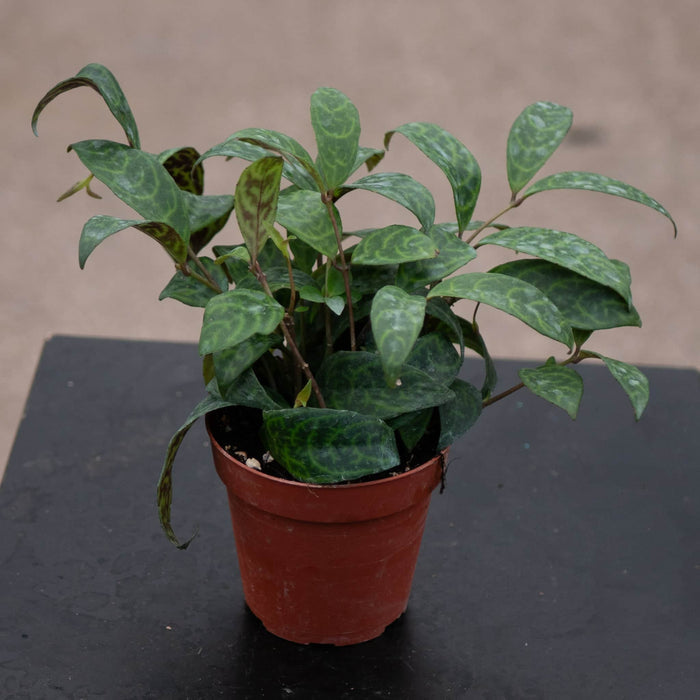 Gabriella Plants Other 4 Lipstick Aeschynanthus longicaulis 'Black Pagoda'