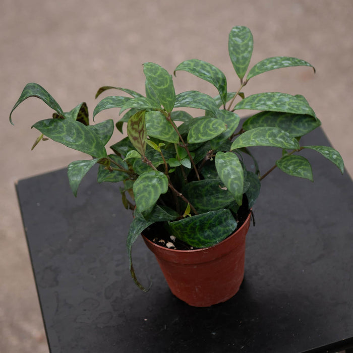 Gabriella Plants Other 4 Lipstick Aeschynanthus longicaulis 'Black Pagoda'
