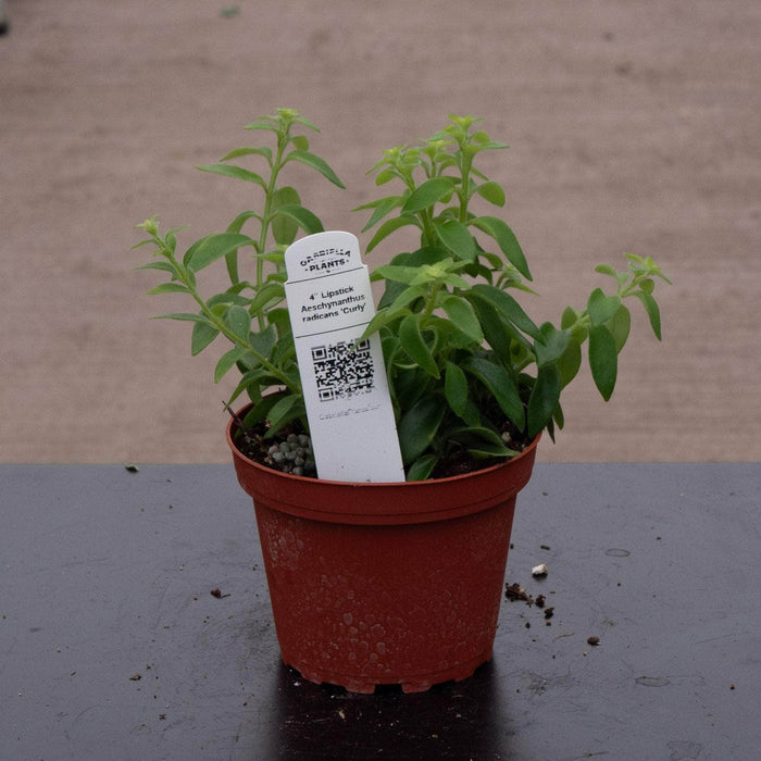 Gabriella Plants Epiphyte Lipstick Aeschynanthus radicans 'Curly'