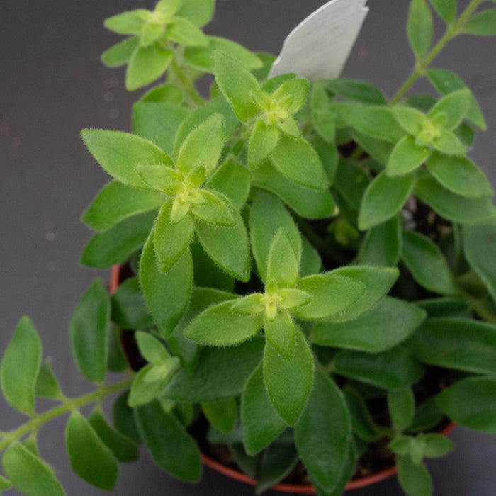 Gabriella Plants Epiphyte Lipstick Aeschynanthus radicans 'Curly'