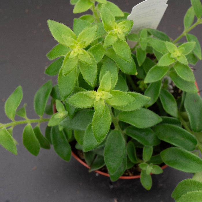 Gabriella Plants Epiphyte Lipstick Aeschynanthus radicans 'Curly'